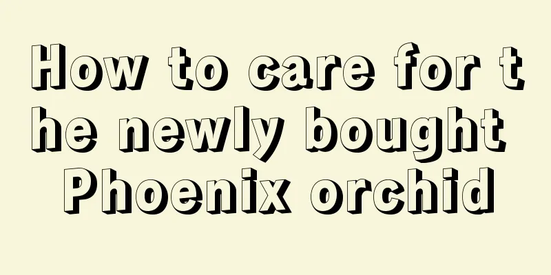 How to care for the newly bought Phoenix orchid