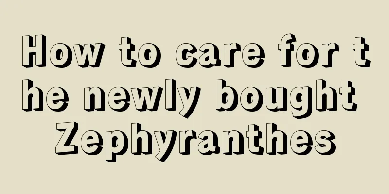 How to care for the newly bought Zephyranthes