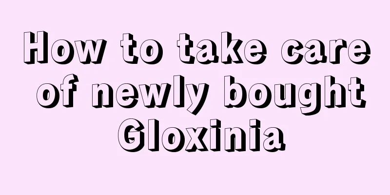 How to take care of newly bought Gloxinia