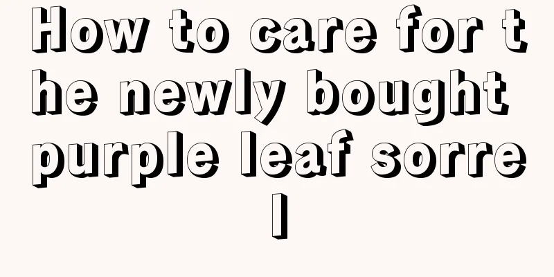 How to care for the newly bought purple leaf sorrel