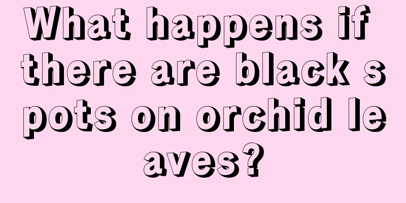 What happens if there are black spots on orchid leaves?