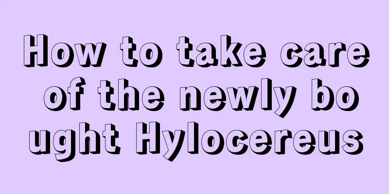 How to take care of the newly bought Hylocereus