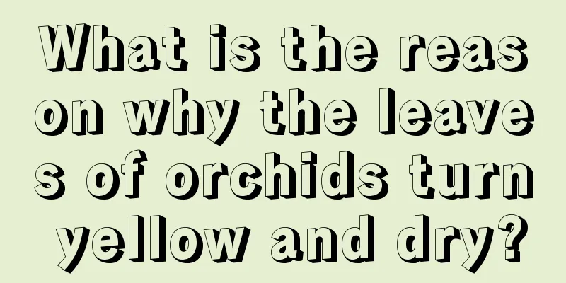 What is the reason why the leaves of orchids turn yellow and dry?