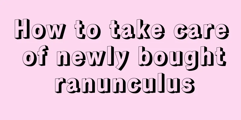 How to take care of newly bought ranunculus