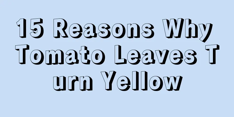 15 Reasons Why Tomato Leaves Turn Yellow