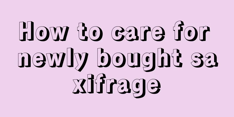 How to care for newly bought saxifrage