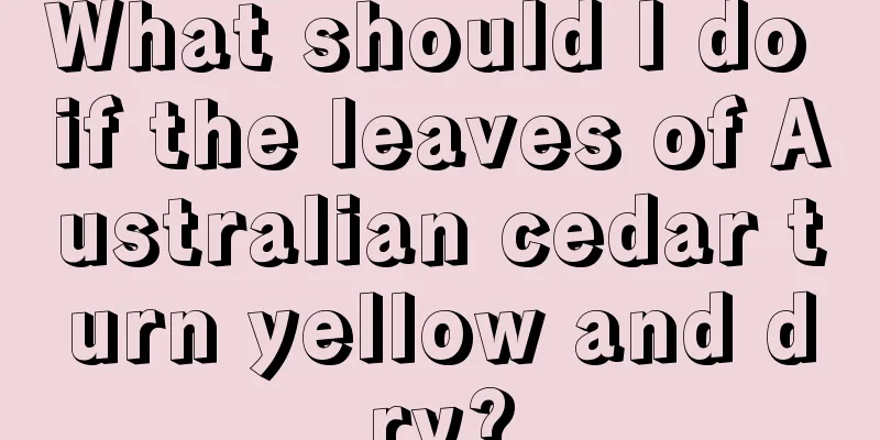 What should I do if the leaves of Australian cedar turn yellow and dry?