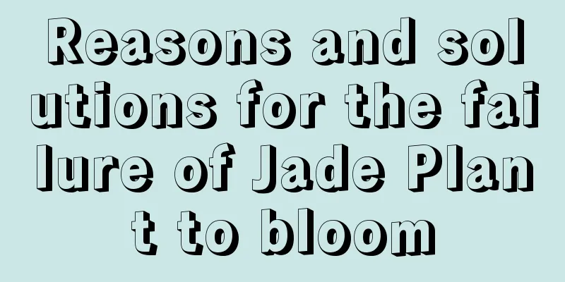 Reasons and solutions for the failure of Jade Plant to bloom