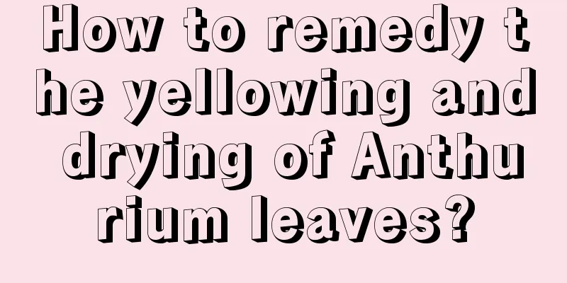 How to remedy the yellowing and drying of Anthurium leaves?