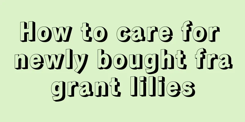 How to care for newly bought fragrant lilies