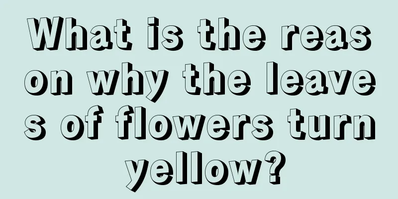 What is the reason why the leaves of flowers turn yellow?