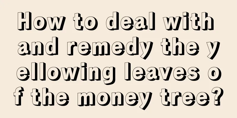 How to deal with and remedy the yellowing leaves of the money tree?