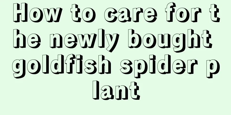 How to care for the newly bought goldfish spider plant