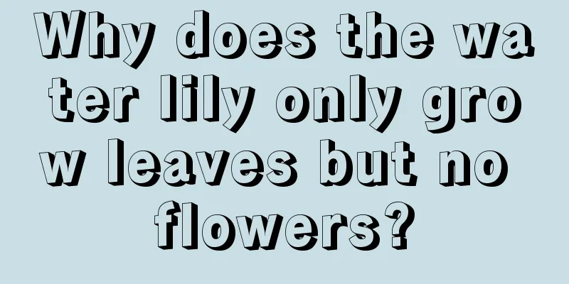 Why does the water lily only grow leaves but no flowers?