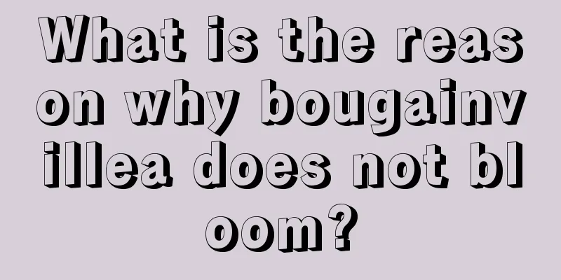 What is the reason why bougainvillea does not bloom?