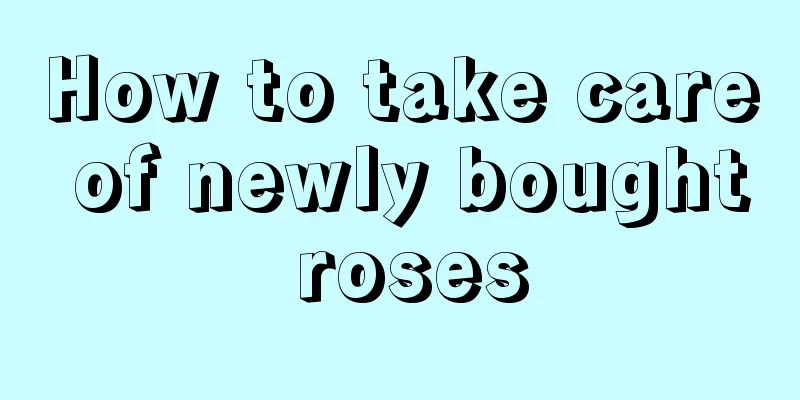 How to take care of newly bought roses