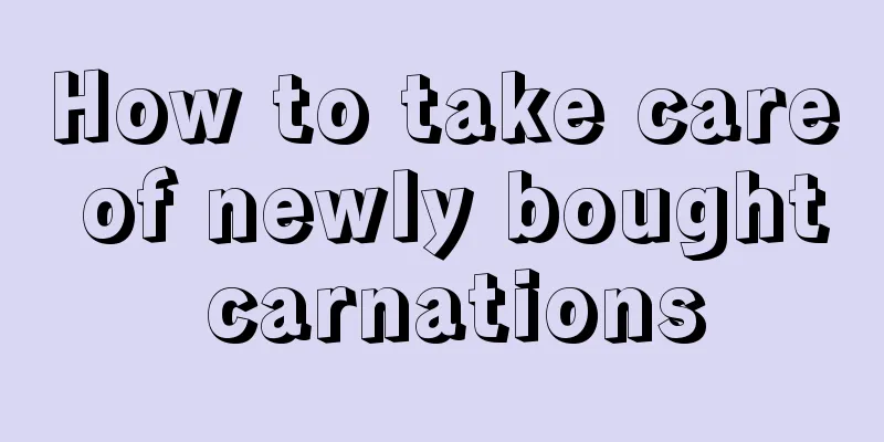 How to take care of newly bought carnations