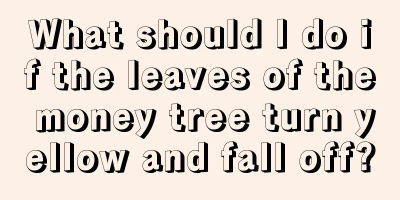 What should I do if the leaves of the money tree turn yellow and fall off?