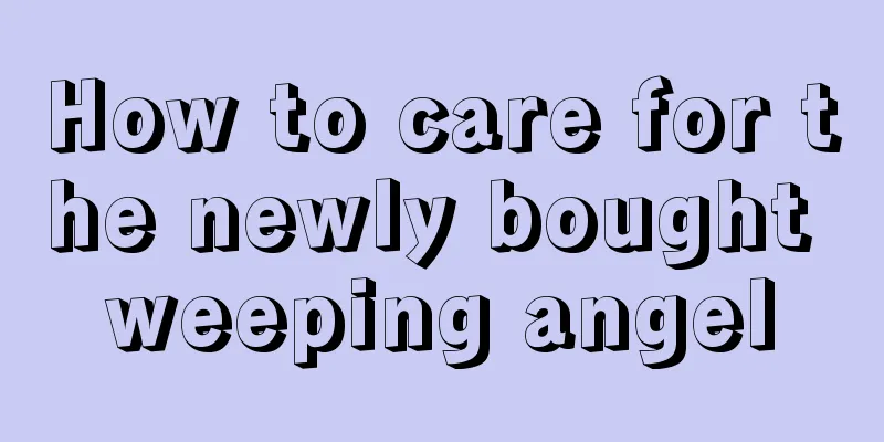 How to care for the newly bought weeping angel