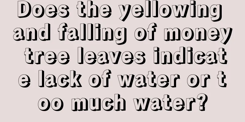 Does the yellowing and falling of money tree leaves indicate lack of water or too much water?