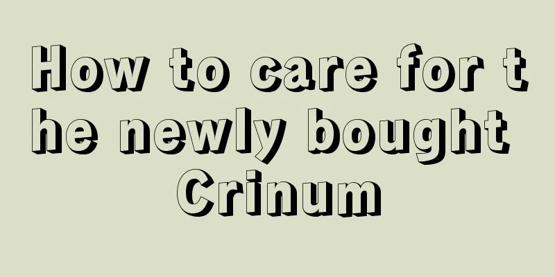 How to care for the newly bought Crinum