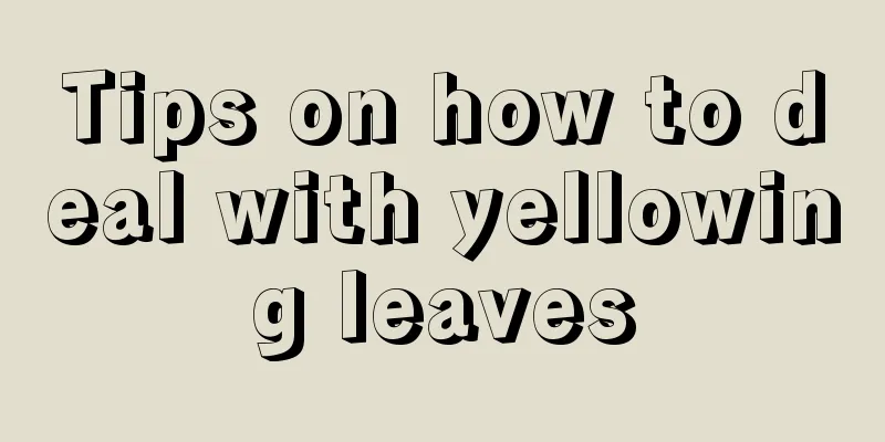 Tips on how to deal with yellowing leaves