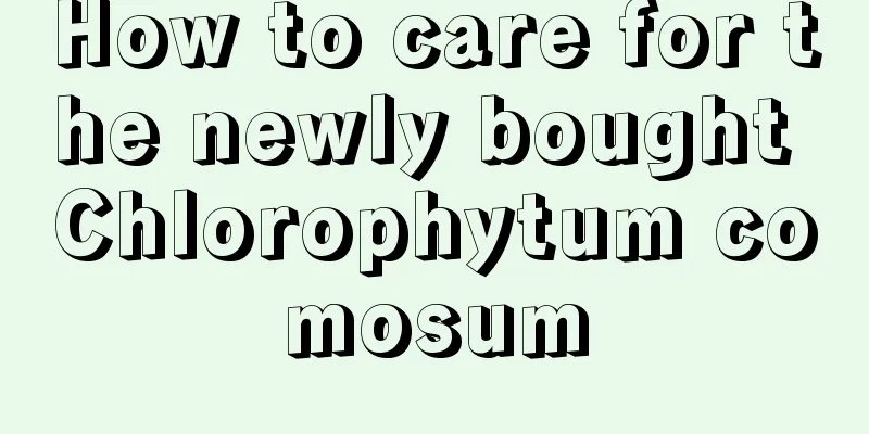 How to care for the newly bought Chlorophytum comosum