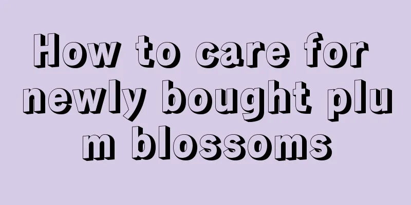 How to care for newly bought plum blossoms