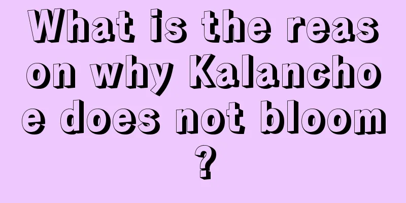 What is the reason why Kalanchoe does not bloom?