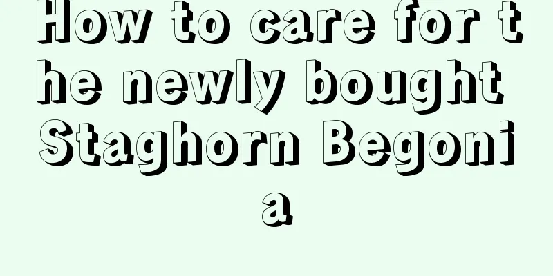 How to care for the newly bought Staghorn Begonia