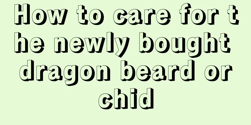 How to care for the newly bought dragon beard orchid