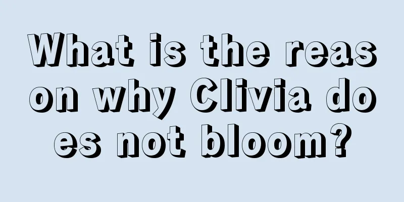 What is the reason why Clivia does not bloom?