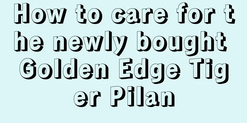 How to care for the newly bought Golden Edge Tiger Pilan