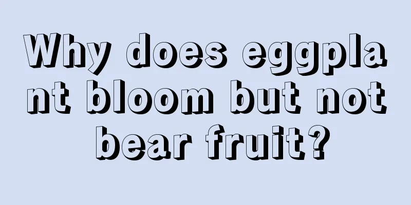 Why does eggplant bloom but not bear fruit?