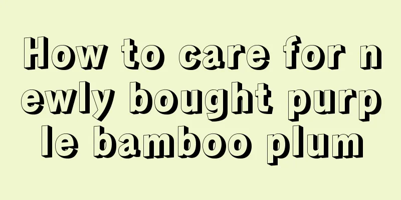 How to care for newly bought purple bamboo plum