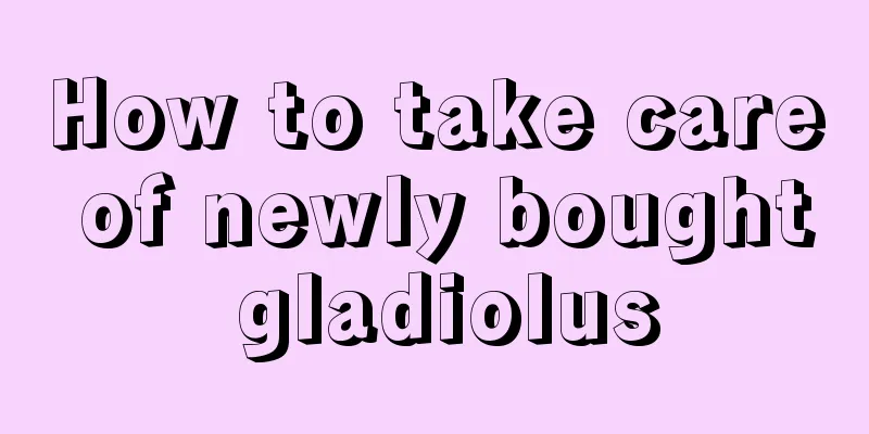 How to take care of newly bought gladiolus