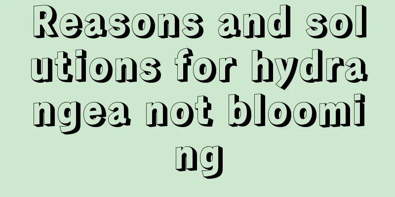 Reasons and solutions for hydrangea not blooming