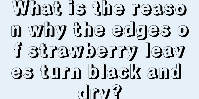 What is the reason why the edges of strawberry leaves turn black and dry?