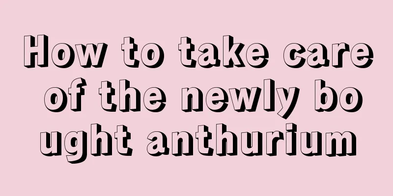 How to take care of the newly bought anthurium