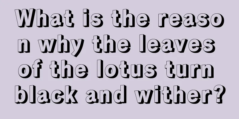 What is the reason why the leaves of the lotus turn black and wither?