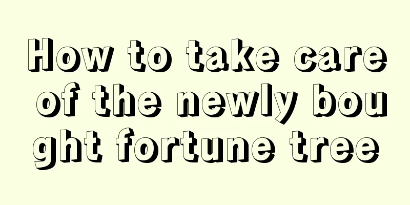 How to take care of the newly bought fortune tree