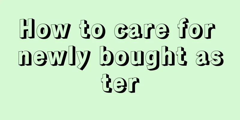 How to care for newly bought aster