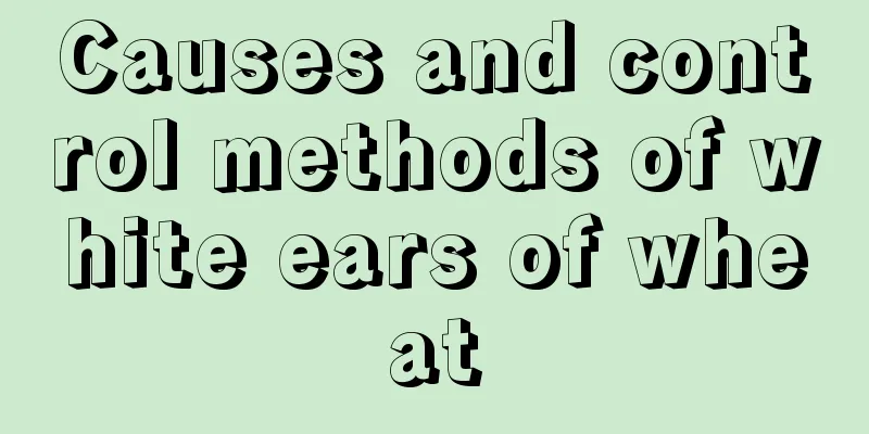 Causes and control methods of white ears of wheat