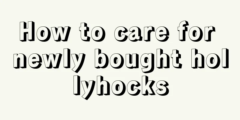 How to care for newly bought hollyhocks