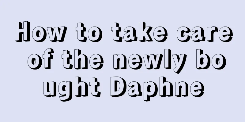 How to take care of the newly bought Daphne