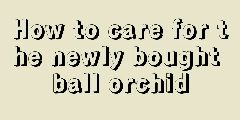 How to care for the newly bought ball orchid