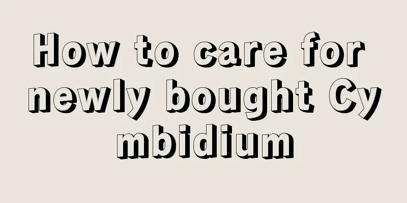 How to care for newly bought Cymbidium