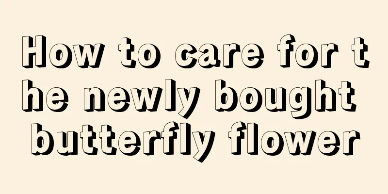 How to care for the newly bought butterfly flower