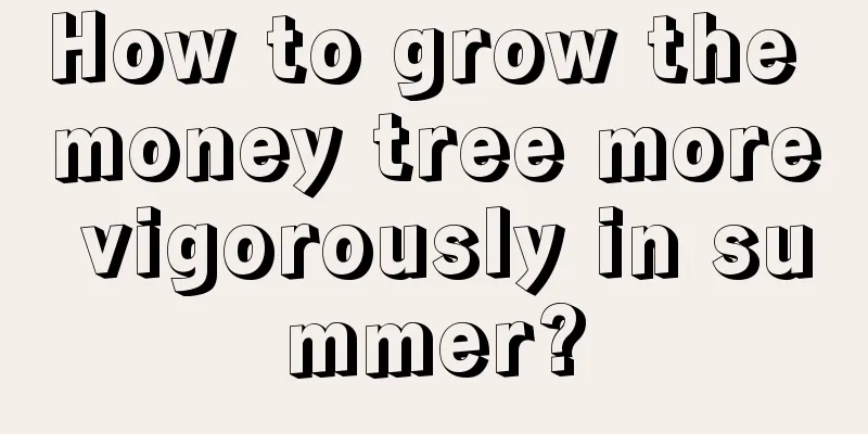 How to grow the money tree more vigorously in summer?