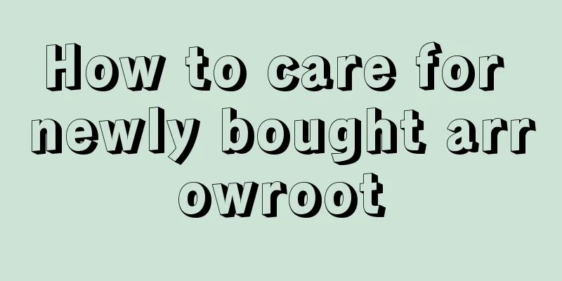 How to care for newly bought arrowroot